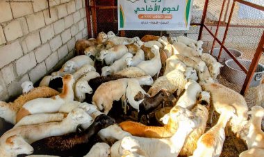 شبوة .. جمعية حبان التنموية توزع اضاحي العيد لـ (630)من الأسر الأشد فقراً بحبان