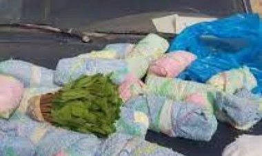 إحباط تهريب 140 كيلو قات بحوزة 7 يمنيين في السعودية