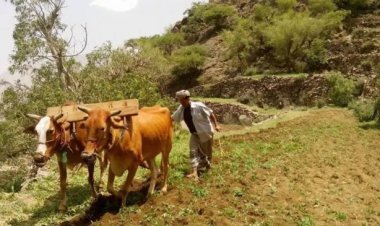 البنك الدولي: القطاع الزراعي اليمني قدم 20% من احتياجات البلاد الغذائية في 2022