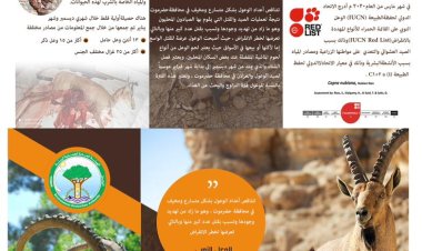 فرع الهيئة العامة لحماية البيئة بساحل حضرموت يطلق حملة ضد الصيد الجائر للوعل