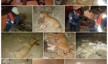 تدشين حملة تسميم الكلاب بمديرية غيل باوزير