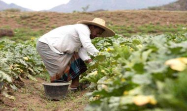 تحديات للزراعة في اليمن وتقليل تكلفة الإنتاج وسط أزمة المياه