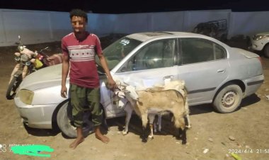 أمن مديرية خنفر يلقي القبض على عصابة تمتهن سرقة المواشي