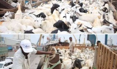 ميناء المكلا يستقبل أكثر من (54) ألف رأس أغنام والمواشي قادمة من الصومال