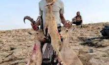 شبوة.. ضبط متهمين بصيد حيوانات مهددة بالانقراض في الروضة