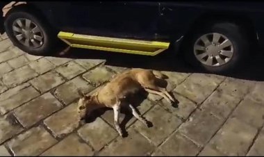 التواهي تشن حملة مكثفة للقضاء على ظاهرة الكلاب الضالة حفاظًا على سلامة المواطنين