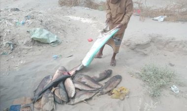 مكتب الأشغال العامة بزنجبار يضبط اسماك تالفة وغير صالحة بسوق الاسماك بالمدينة