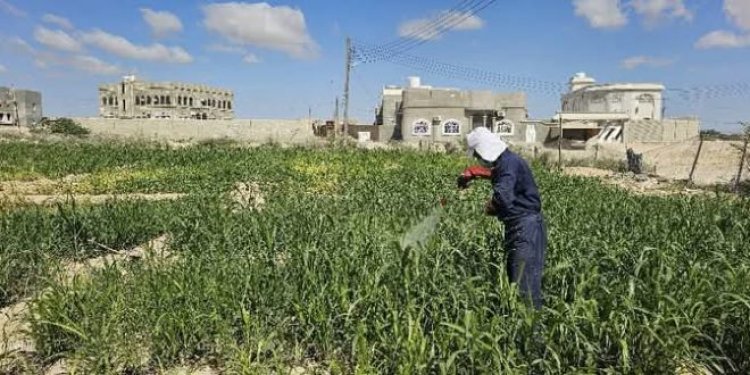 حملة رش لمكافحة الحشرات في الأراضي الزراعية بالغيضة