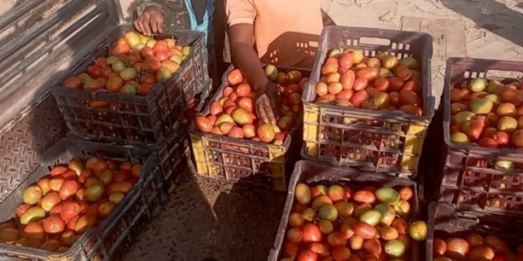 مزارعو أحور بأبين يشكون من خسائر فادحة بسبب تدني أسعار الطماطم