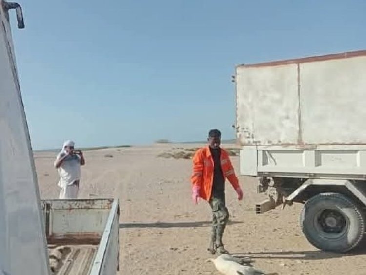 صندوق النظافة والتحسين بالمهرة ينفذ حملة لمكافحة الكلاب الضالة في سيحوت والمسيلة.