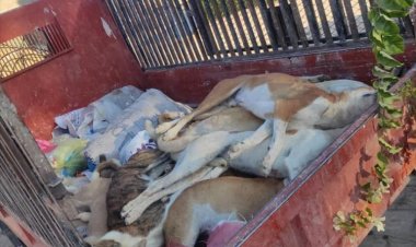 وحدة النظافة و التحسين بمديرية القطن و مكتب الاشغال العامة و الطرق ينفذان حملة تسميم للكلاب الضاله بالمديرية