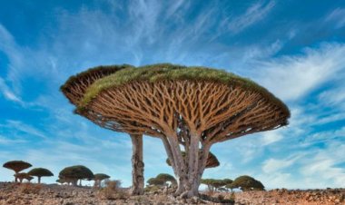 اللغة السقطرية إرث جنوبي.. وتراث حضاري ضد النسيان