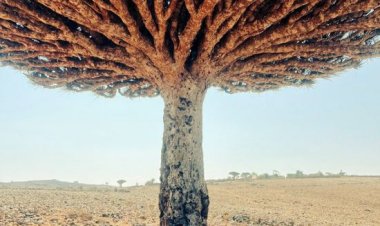 الخبجي: سقطرى كنز وحماية تراثها مسؤولية مشتركة