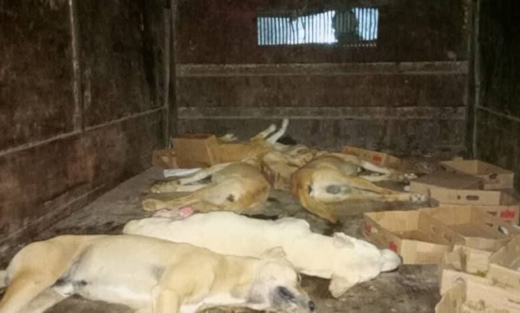استمرار حملة تسميم الكلاب في مديرية غيل باوزير