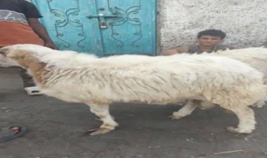 ارتفاع كبير في أسعار أضاحي العيد بعدن.