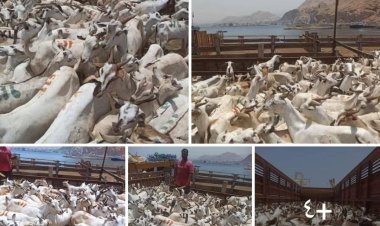 ميناء المكلا يستقبل عشرات السفن الخشبية المحملة بالأغنام القادمة من الصومال استعداداً لعيد الأضحى