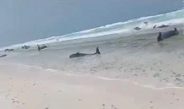 الوزير السقطري يوجه فرع هيئة مصائد سقطرى للنزول ودراسة ضاهرة نفوق عدد من الدلافين في محافظة سقطرى