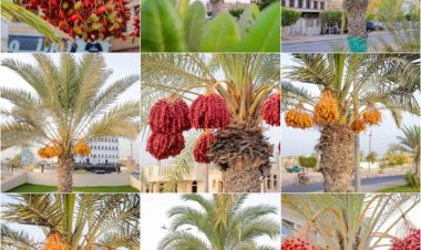 أشجار النخيل تُضفي لمسة جمالية وتباين بصري على شوارع غيل باوزير