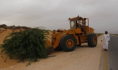 تنفيذية انتقالي حصوين تطلق مبادرة لإزالة أشجار السيسبان على الخط العام .