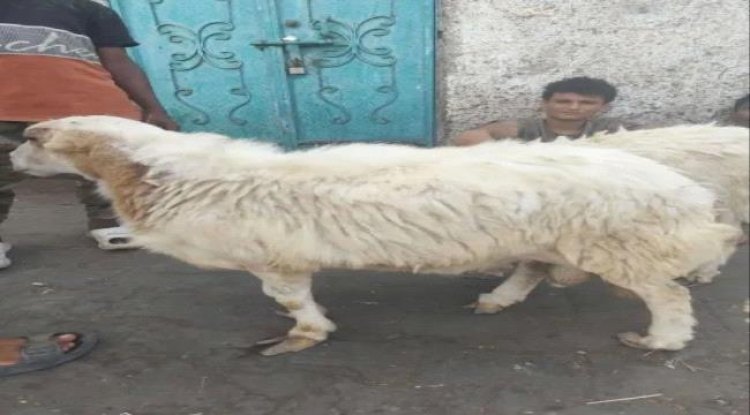 ارتفاع كبير في أسعار أضاحي العيد بعدن.