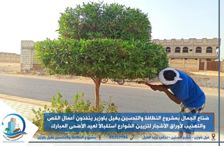 صُناع الجمال بمشروع النظافة والتحسين بغيل باوزير ينفذون أعمال القص والتهذيب لأوراق الأشجار لتزيين الشوارع استقبالاً لعيد الأضحى المبارك