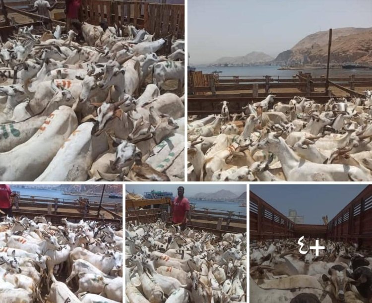 ميناء المكلا يستقبل عشرات السفن الخشبية المحملة بالأغنام القادمة من الصومال استعداداً لعيد الأضحى