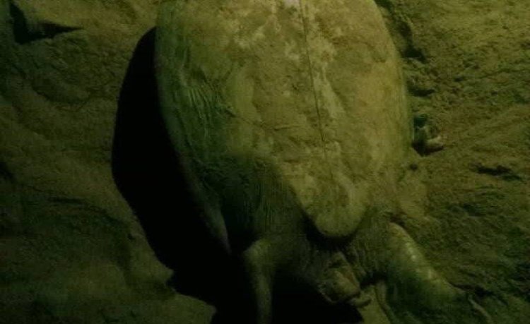 خفر السواحل بحضرموت تُنقذ 6 سلاحف بحرية مقلوبة خلال تمشيط محمية يثمون