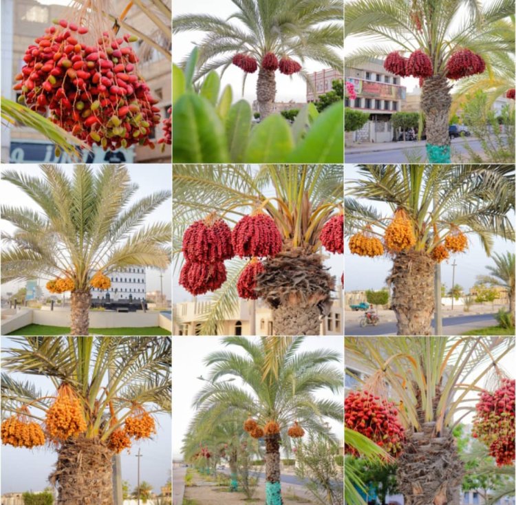 أشجار النخيل تُضفي لمسة جمالية وتباين بصري على شوارع غيل باوزير