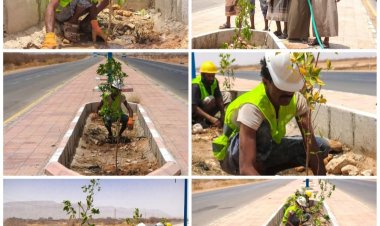 بتوجيهات محافظ شبوة.. بدء أعمال التشجير في شوارع مدينة عتق لتعزيز الجمال الحضري .