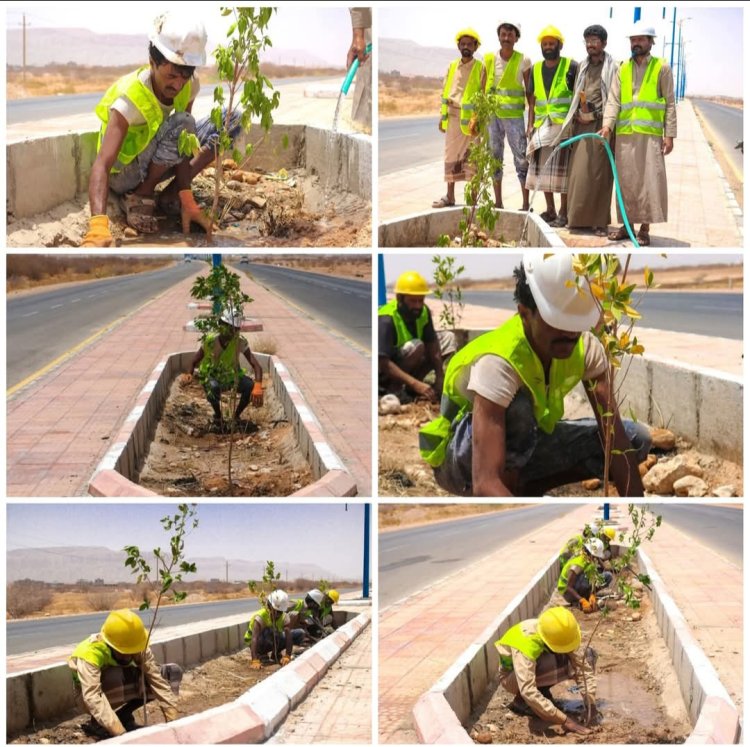 بتوجيهات محافظ شبوة.. بدء أعمال التشجير في شوارع مدينة عتق لتعزيز الجمال الحضري .