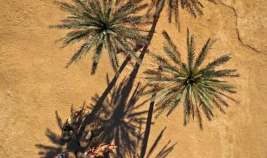 لجنة مهرجان النخيل والتمور بوادي حضرموت 2025 تختار محمد حيان للفوز بجائزة أفضل صورة