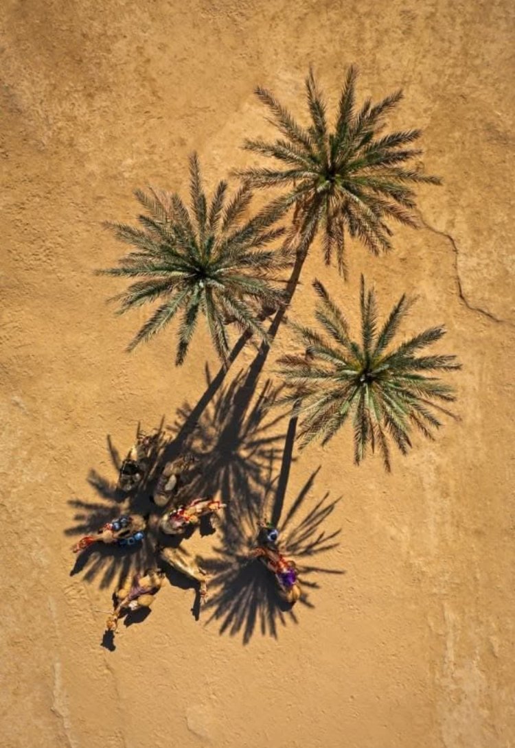 لجنة مهرجان النخيل والتمور بوادي حضرموت 2025 تختار محمد حيان للفوز بجائزة أفضل صورة