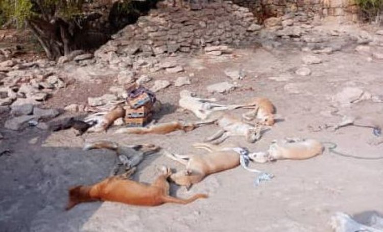 مكتب الأشغال العامة والطرق ينفذ حملة لتسميم الكلاب المسعورة