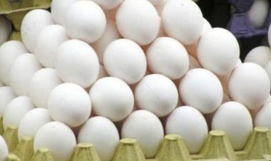 مكتب الصناعة والتجارة بساحل حضرموت يوضح سعر طبق البيض الكبير للمستهلك