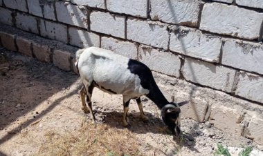 مكتب أشغال غيل باوزير يواصل حملة على الاغنام السائبة