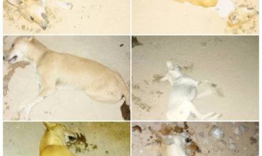 مكتب الأشغال العامة والطرق يواصل تنفيذ حملة لتسميم الكلاب المسعورة