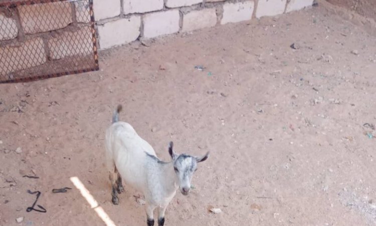 مكتب أشغال غيل باوزير يواصل حملة على الاغنام السائبة