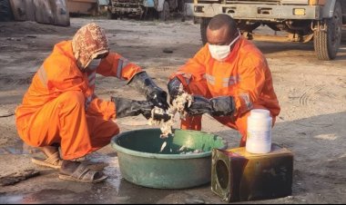 صندوق النظافة بالغيضة ينفذ حملة واسعة للقضاء على الكلاب الضالة