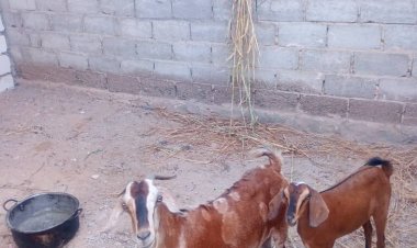 مكتب أشغال غيل باوزير يواصل حملة على الأغنام السائبة