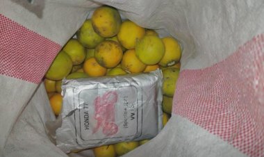 مكافحة المخدرات بساحل حضرموت تُحبط عملية ترويج وتضبط كيلو حشيش مخبأ داخل شوال برتقال