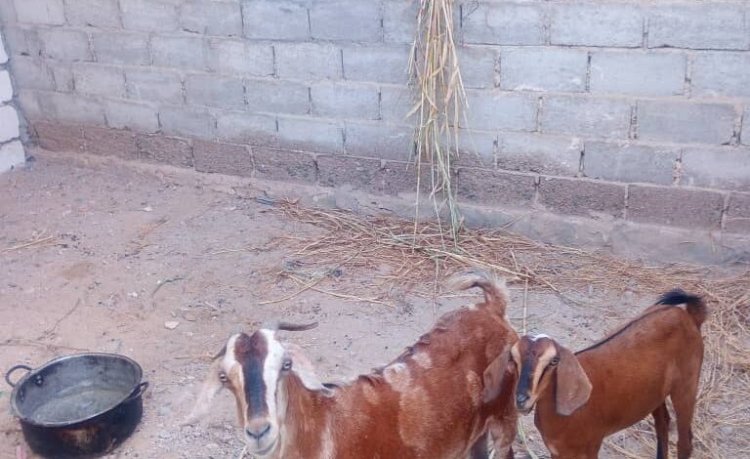 مكتب أشغال غيل باوزير يواصل حملة على الأغنام السائبة