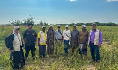 محطة أبحاث الكود الزراعية تدشن اليوم الحقل لمنتجي محاصيل الحبوب  بأبين