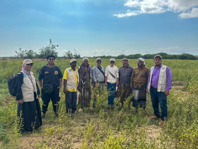 محطة أبحاث الكود الزراعية تدشن اليوم الحقل لمنتجي محاصيل الحبوب  بأبين